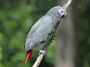 perroquet gris du gabon éclairage pour oiseaux