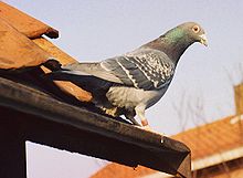 pigeon voyageur éclairage pour oiseaux